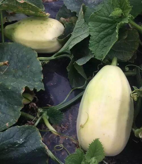 虎耳瓜如何过冬天吃,冬季储存与食用指南