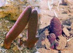 瓜州特产锁阳怎样吃