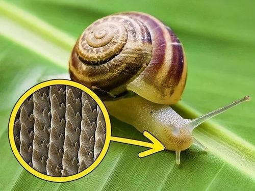 蜗牛吃皇瓜,一场奇妙的味蕾之旅