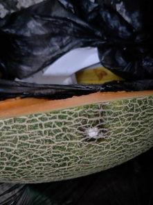 波斯蜜瓜怎么吃,尽享夏日清新美味