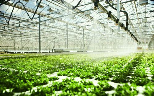 青岛农业吃瓜大爆料,吃瓜群众眼中的农业新鲜事