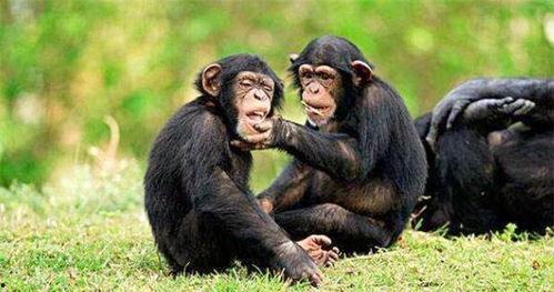 人吃瓜变猩猩,揭秘奇异现象背后的科学奥秘